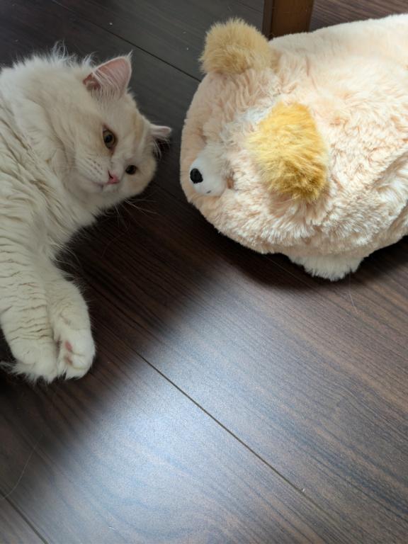 完熟バナナ立川?れいな